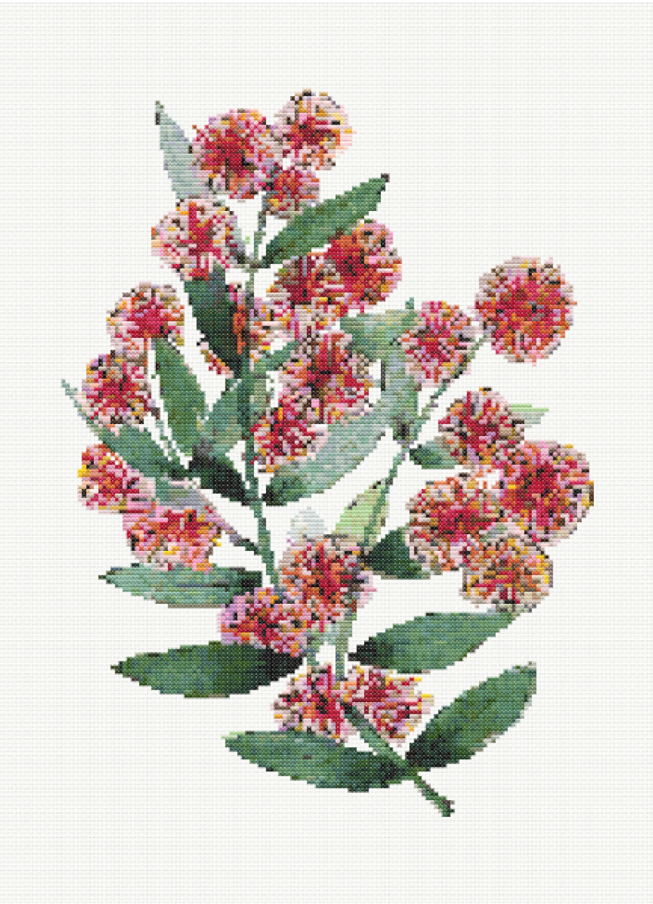 Cupid's Charm - Cupid's Wattle Cross Stitch Pattern