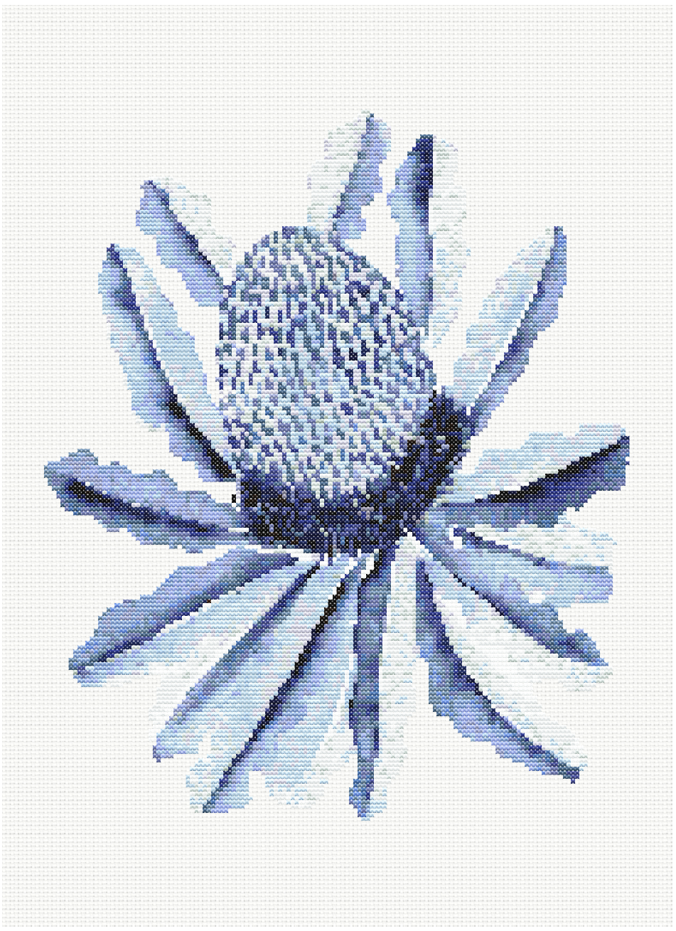 Blue Banksia Beauty - Hamptons Banksia Flower Cross Stitch Pattern