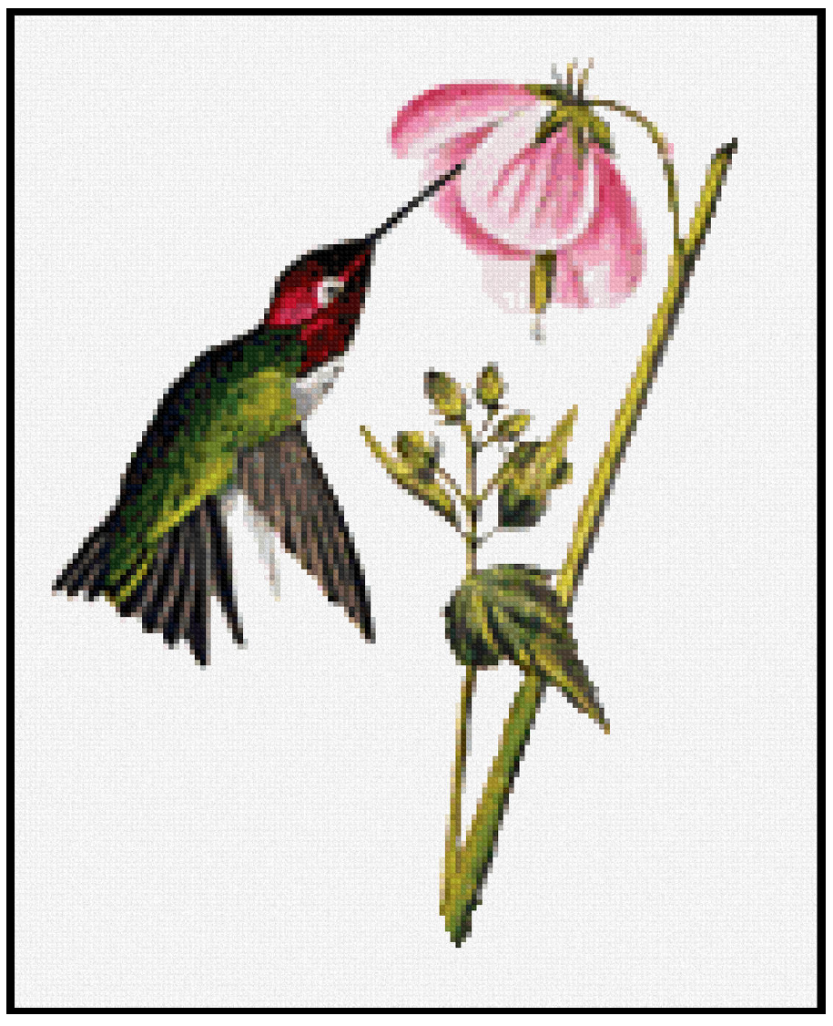 Columbian Hummingbird (Detail) - John James Audubon Cross Stitch Pattern