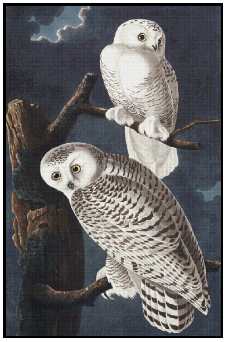 Snowy Owl - John James Audubon Cross Stitch Pattern