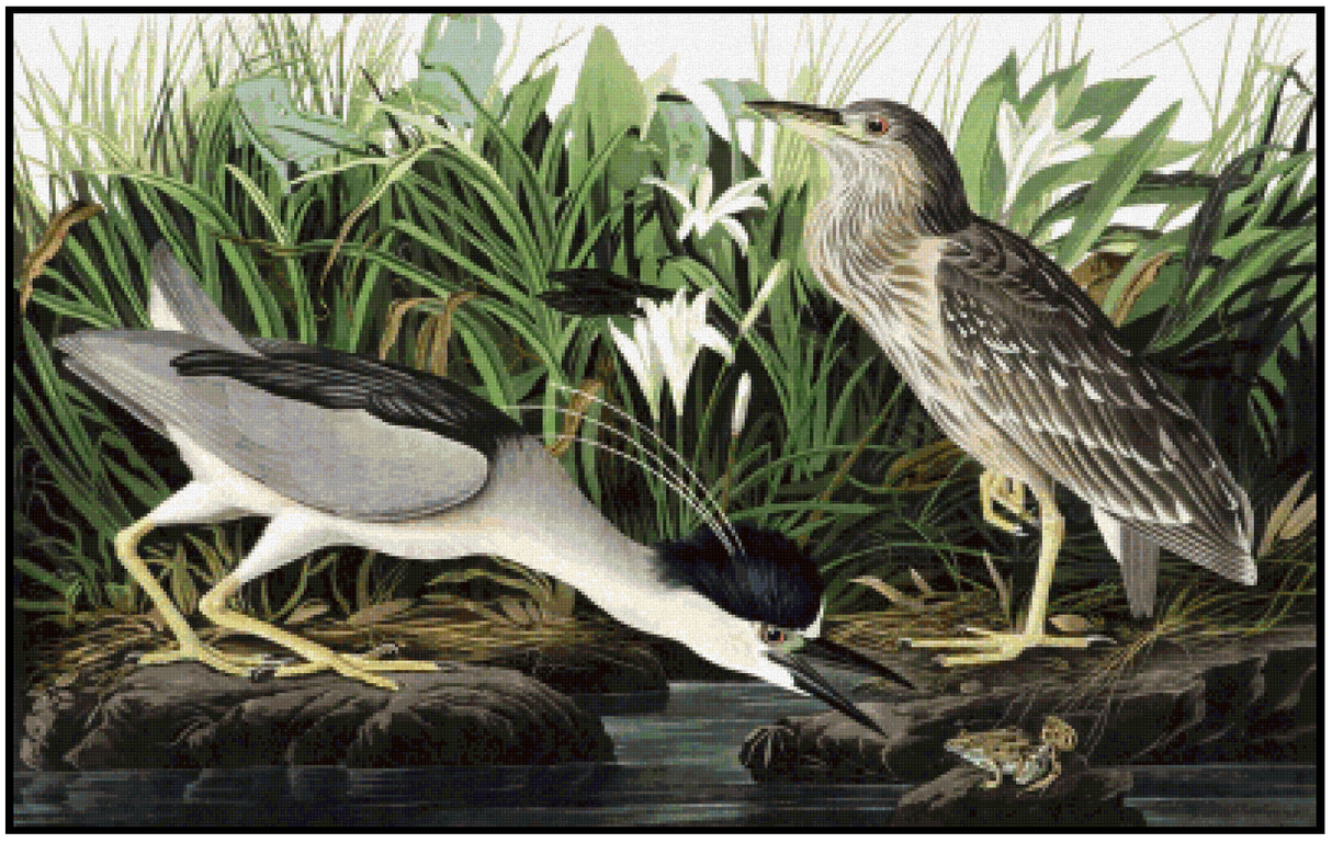 Black-Crowned Night Heron - John James Audubon Cross Stitch Pattern