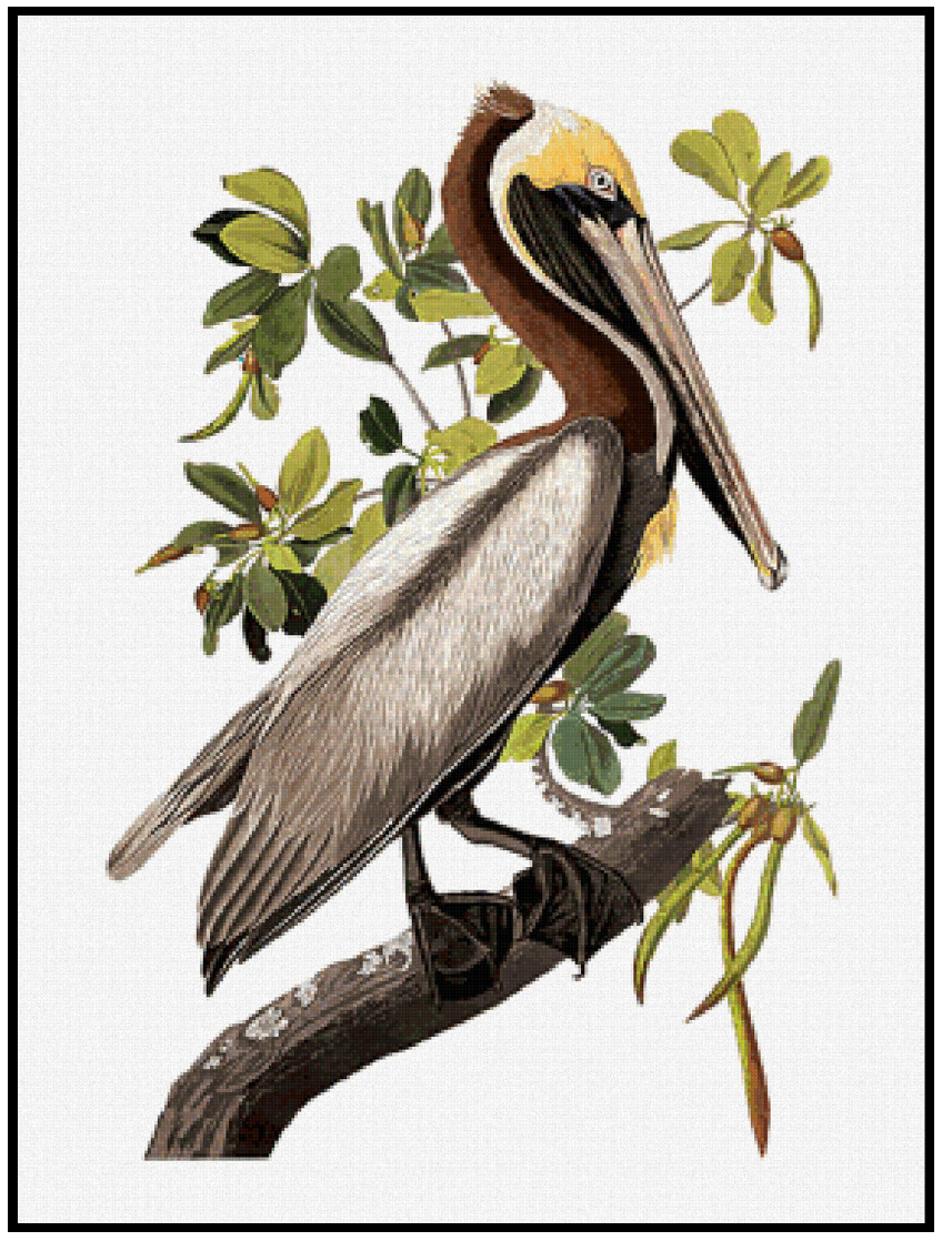 Brown Pelican - John James Audubon Cross Stitch Pattern