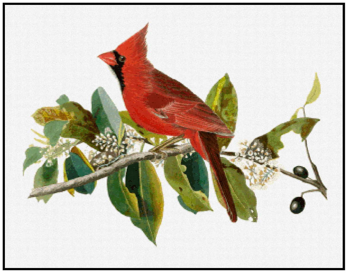 Cardinal Grosbeak (Male) - John James Audubon Cross Stitch Pattern