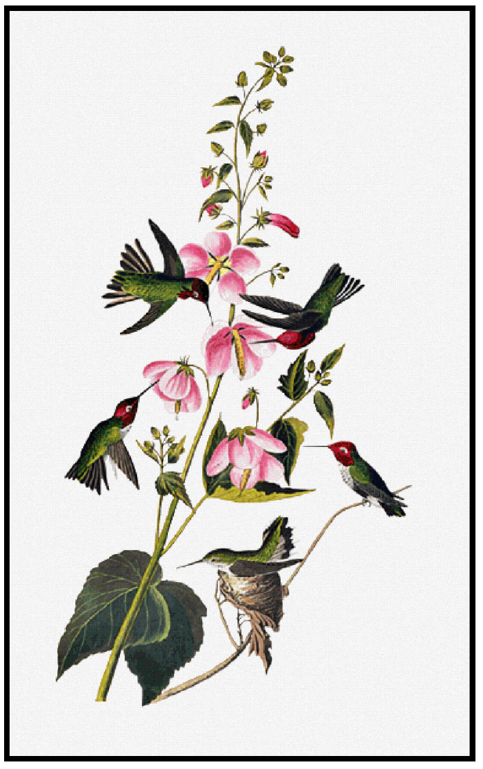 Columbian Hummingbird - John James Audubon Cross Stitch Pattern
