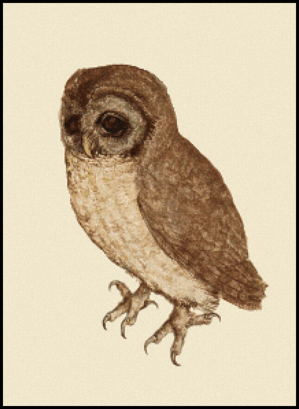 The Little Owl (without background) Albrecht Durer Cross Stitch Pattern