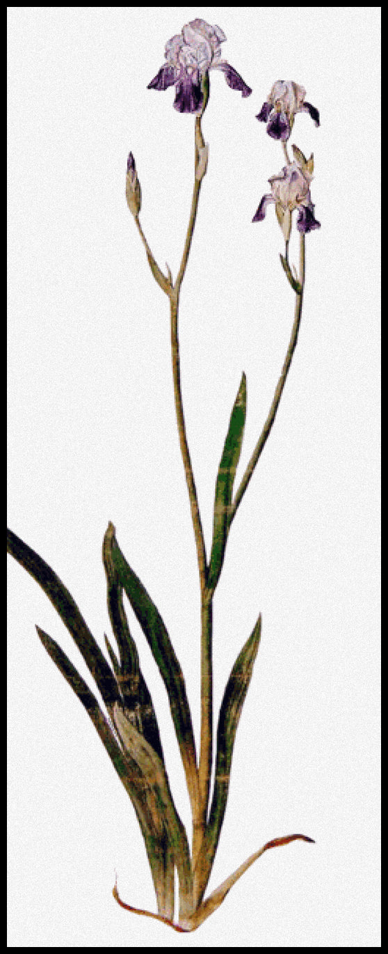 Iris Albrecht Durer Cross Stitch Pattern