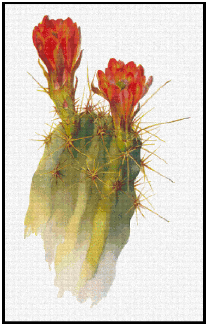 Echinocereus Polyacanthus - Margaret Armstrong Cross Stitch Pattern
