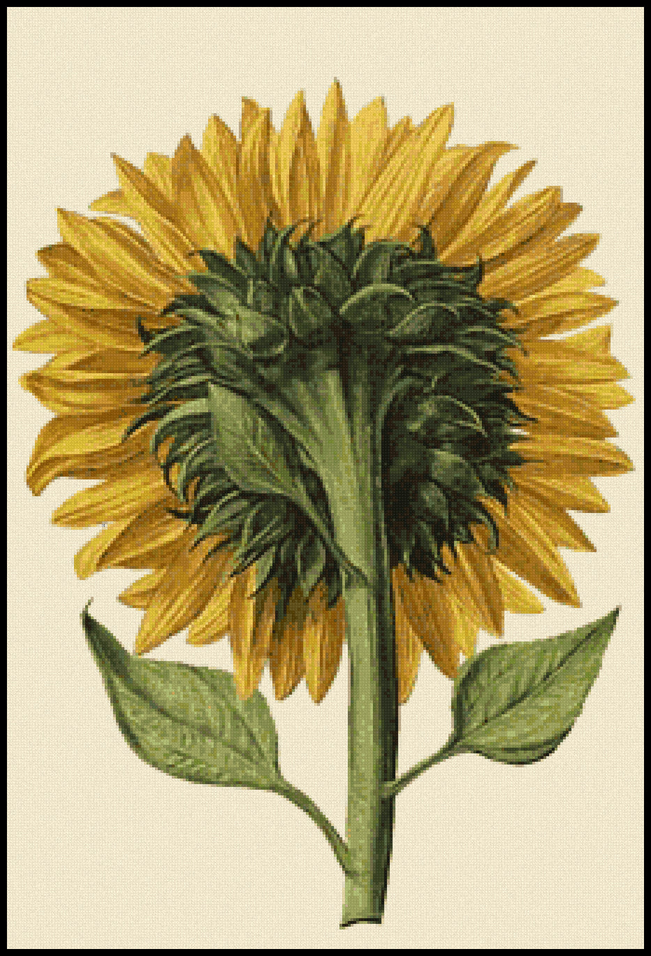 Sunflower Seen from the Back Daniel Froeschl Cross Stitch Pattern