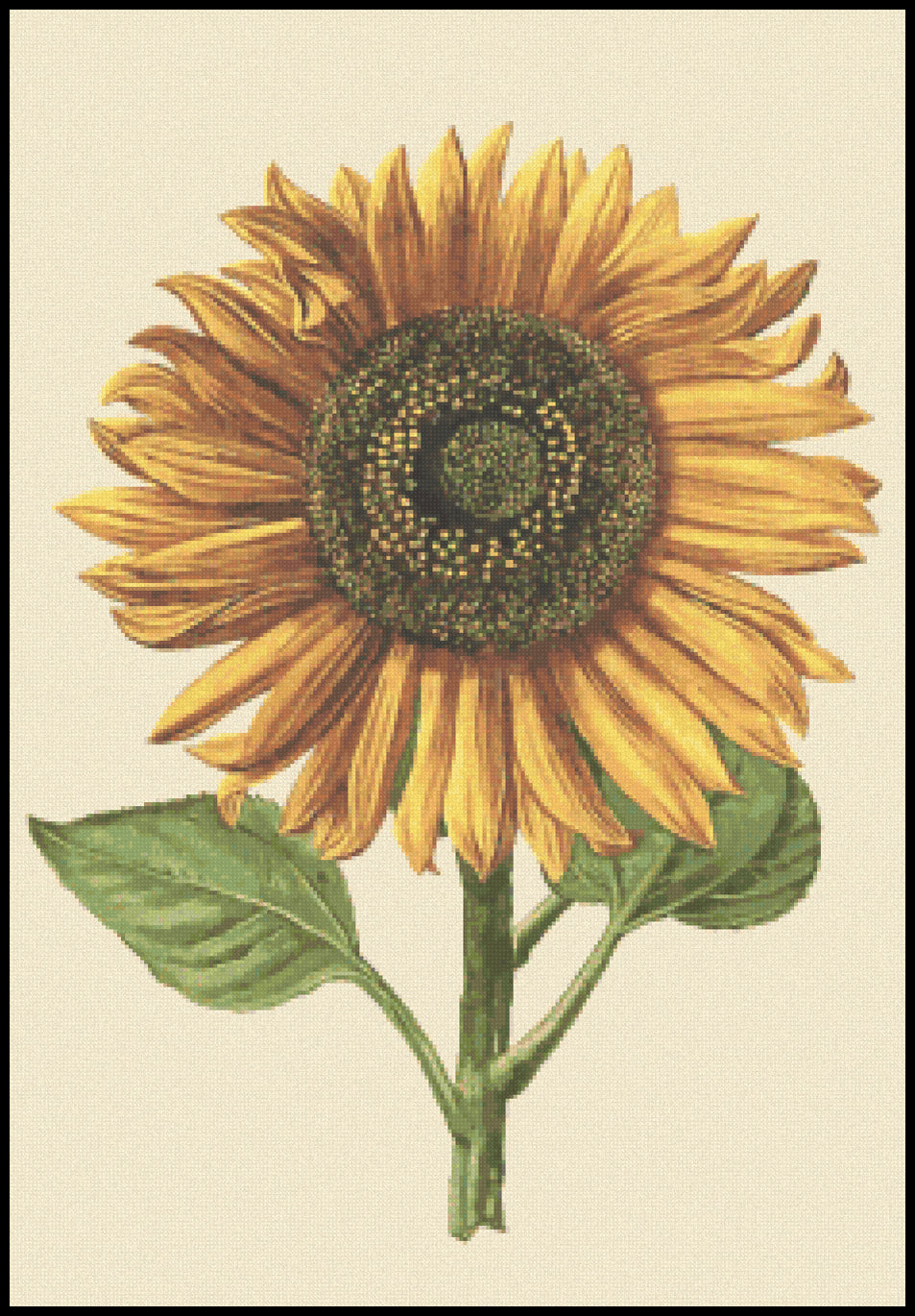 Sunflower Daniel Froeschl Cross Stitch Pattern