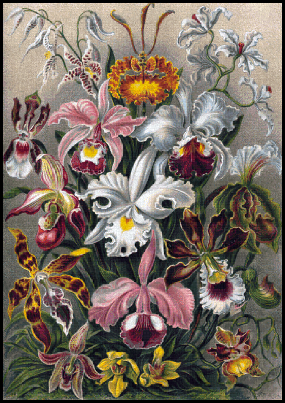 Orchids Ernst Haeckel Cross Stitch Pattern