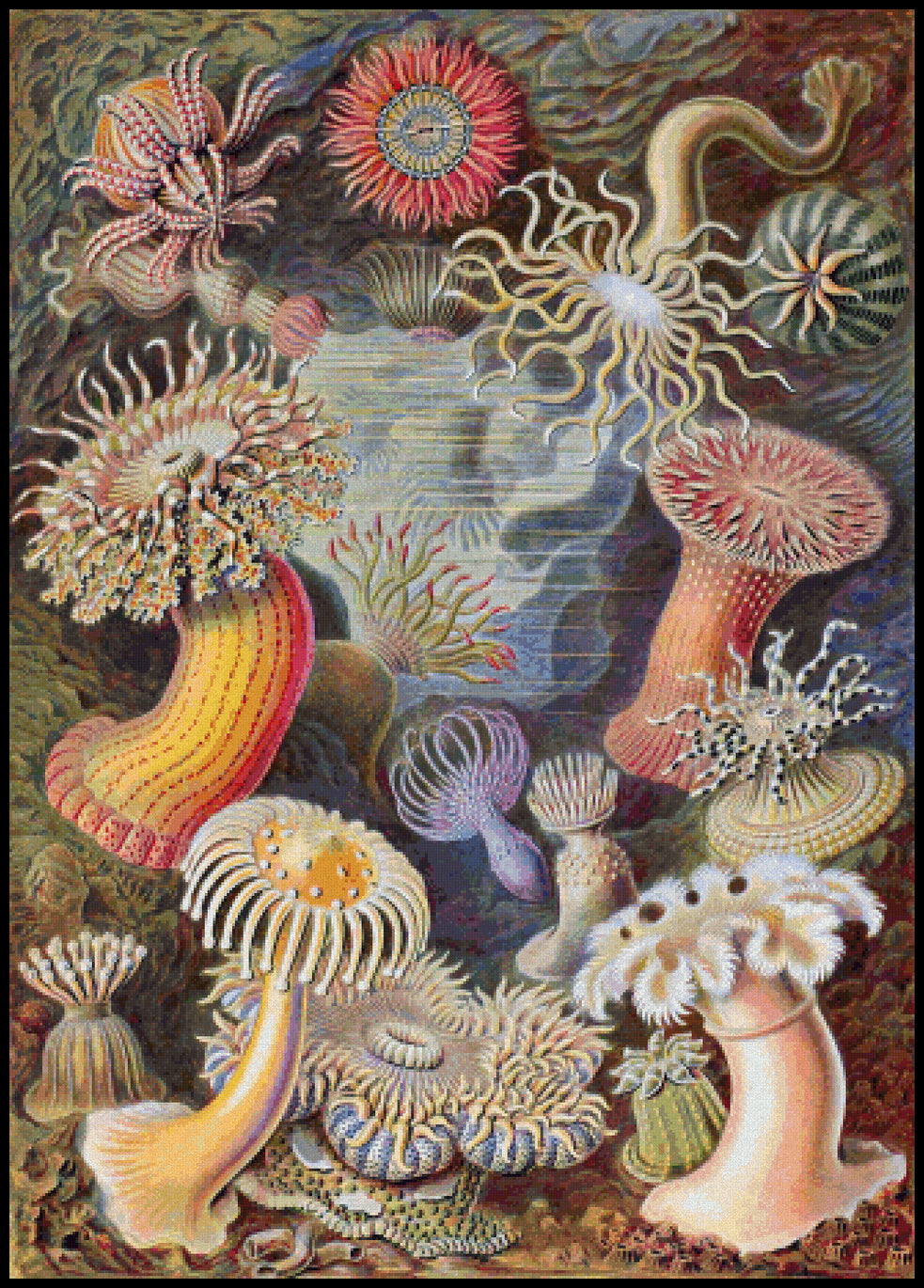 Sea Anemones Ernst Haeckel Cross Stitch Pattern