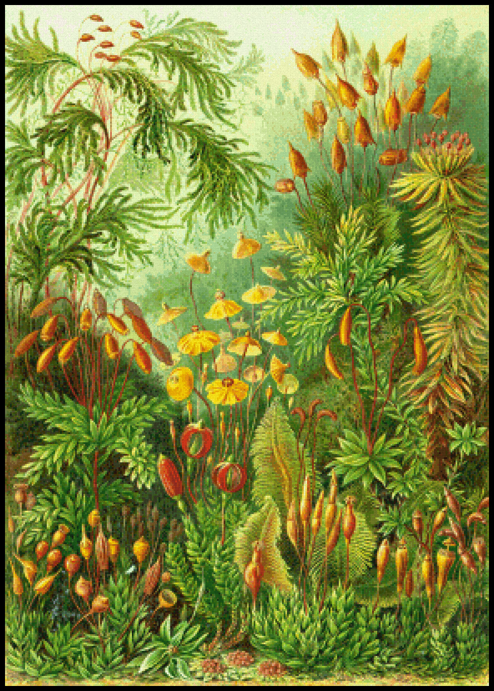 Mosses Ernst Haeckel Cross Stitch Pattern