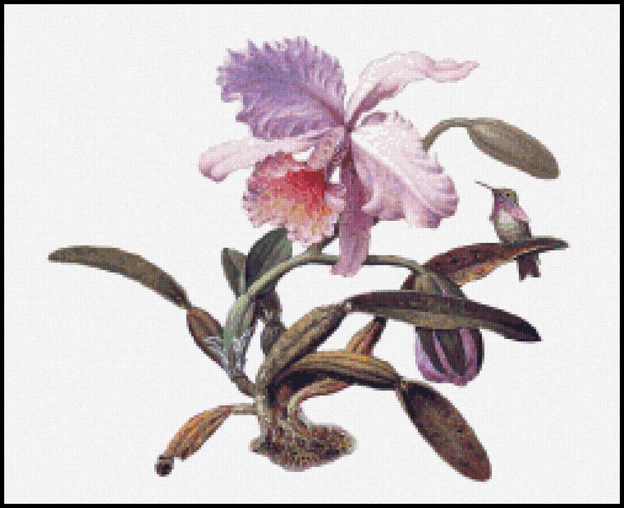 Heliodore's Woodstar and a Pink Orchid (detail) Martin Johnson Heade Cross Stitch Pattern