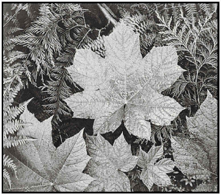 In Glacier National Park (leaves) - Ansel Adams Cross Stitch Pattern