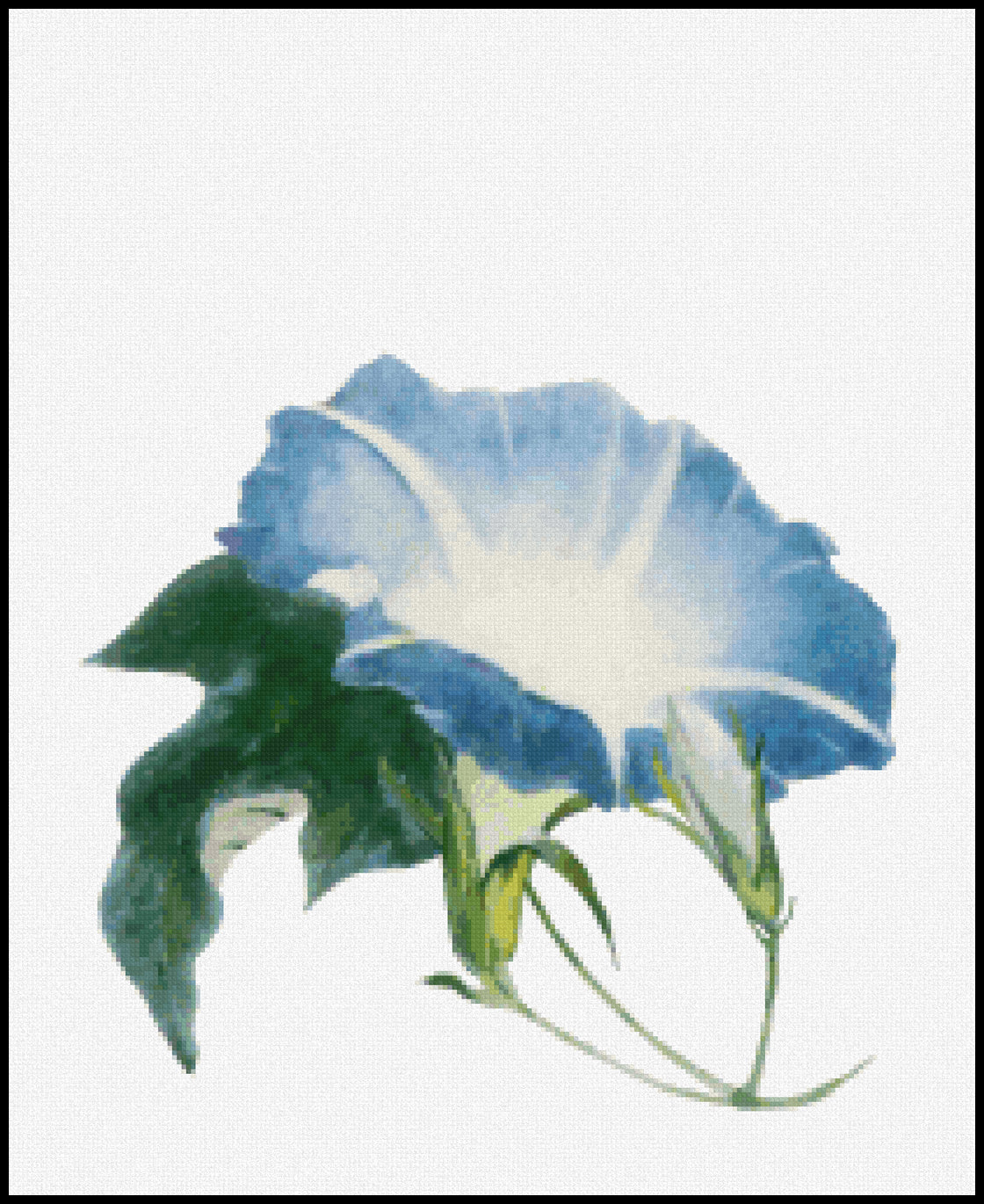 Ipomoea John La Farge Cross Stitch Pattern