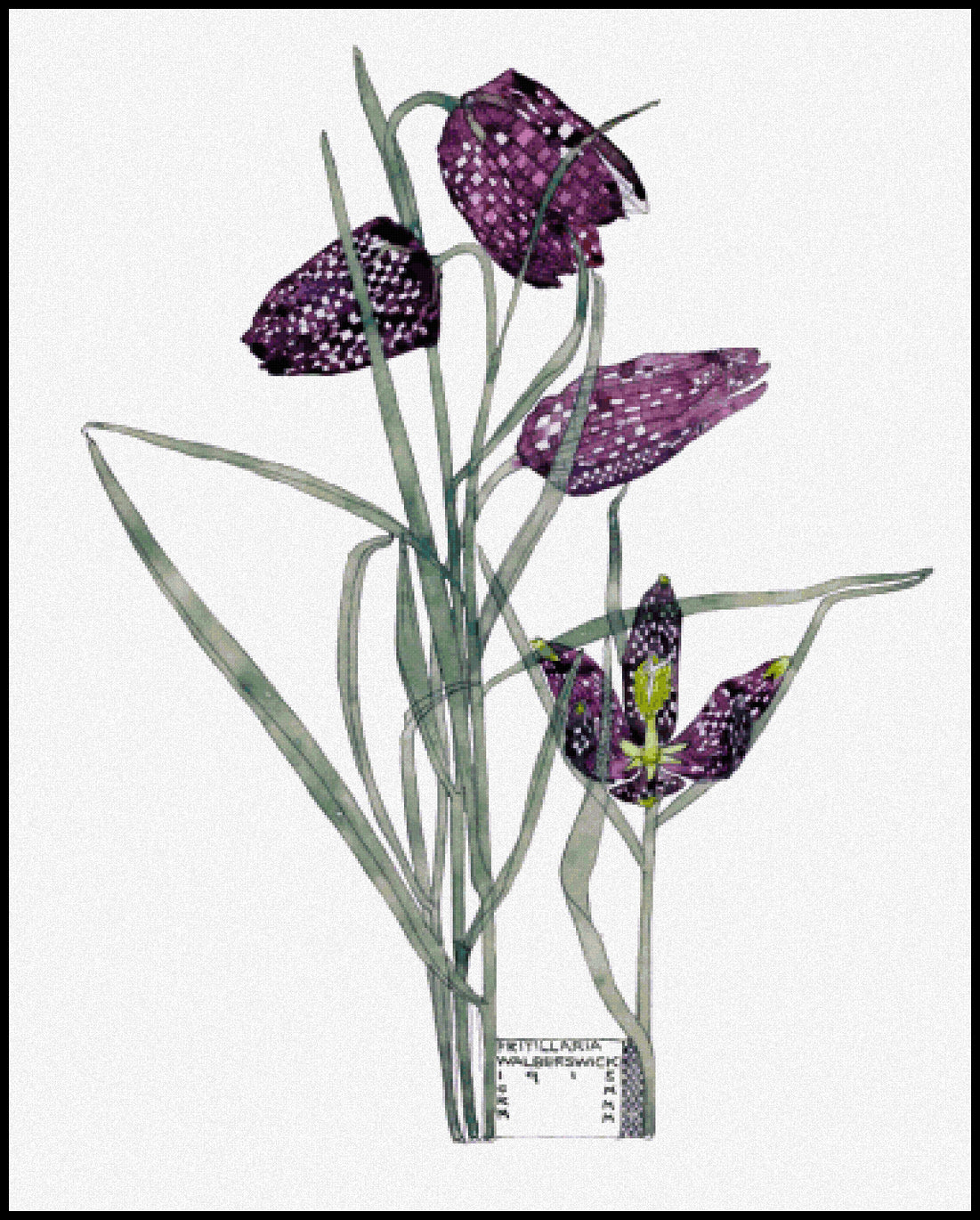 Fritillaria Charles Rennie Mackintosh Cross Stitch Pattern