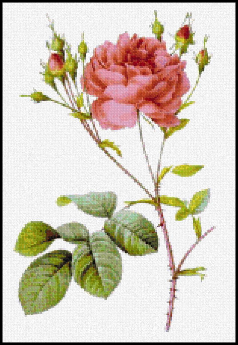 Rosa centifolia Anglica rubra Pierre-Joseph Redoute Cross Stitch Pattern