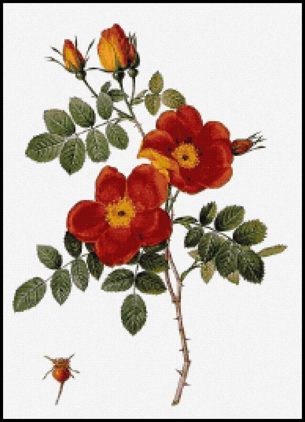 Rosa Eglanteria var punicea Pierre-Joseph Redoute Cross Stitch Pattern