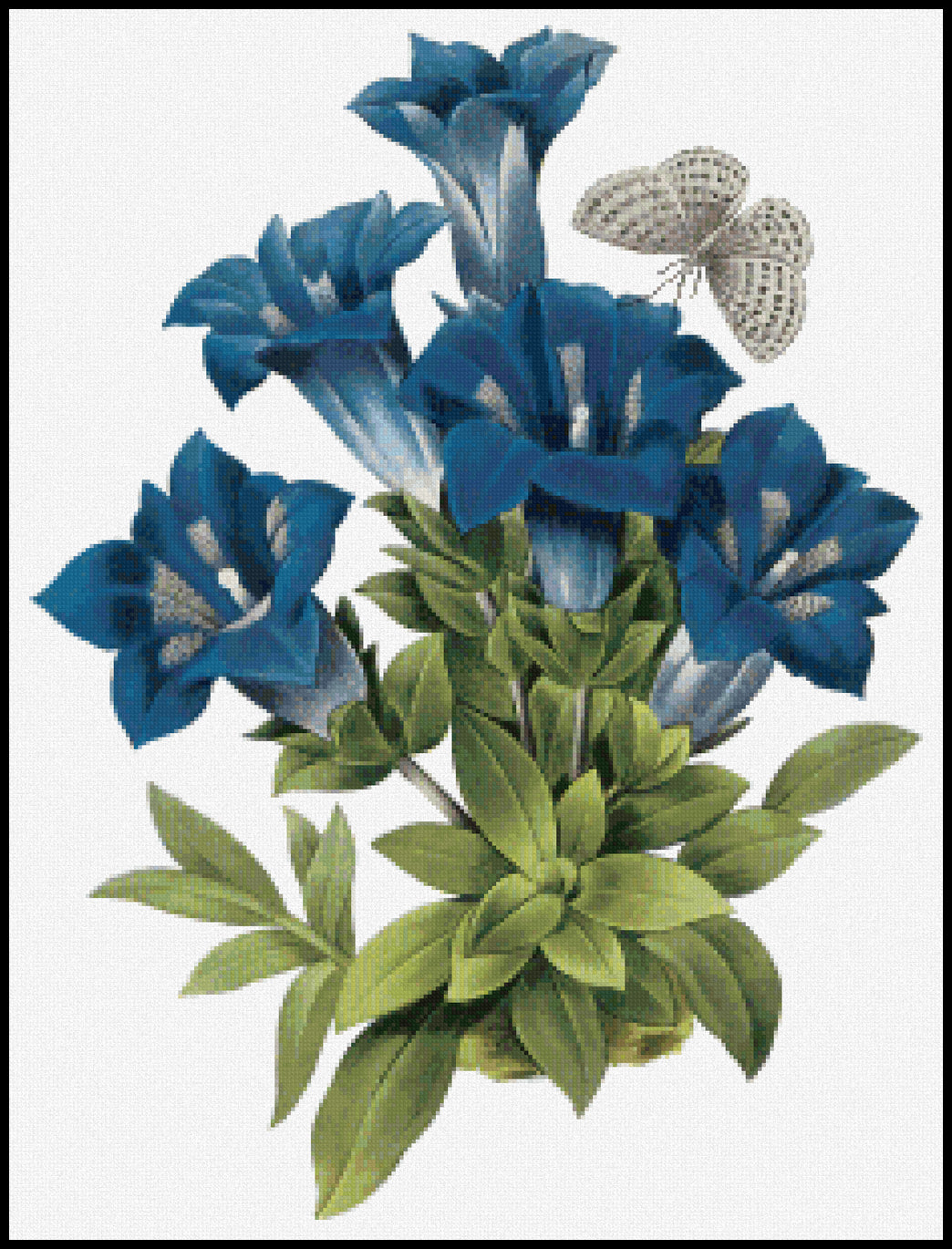 Gentiana acaulis Pierre-Joseph Redoute Cross Stitch Pattern