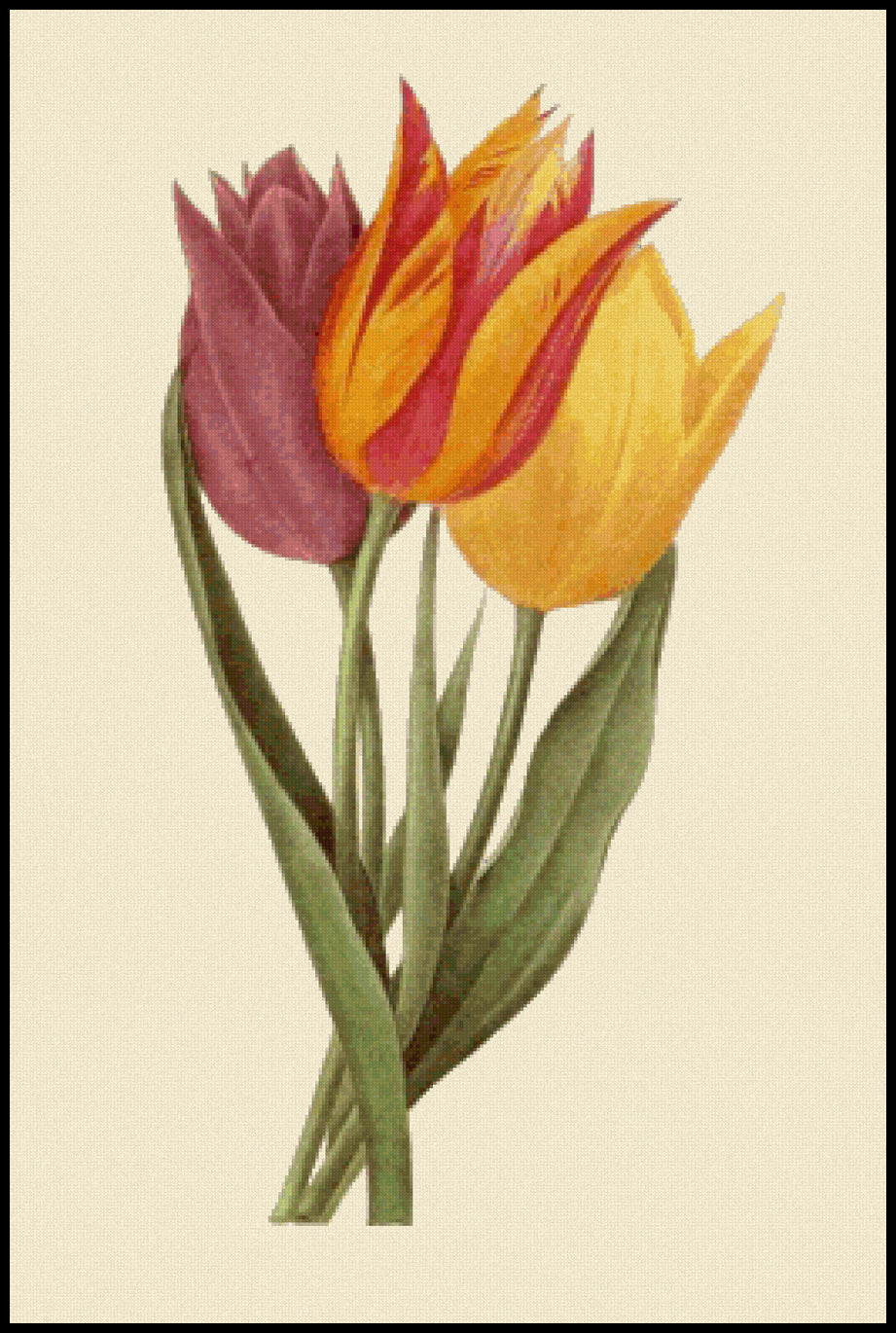Tulipa Gesneriana Pierre-Joseph Redoute Cross Stitch Pattern