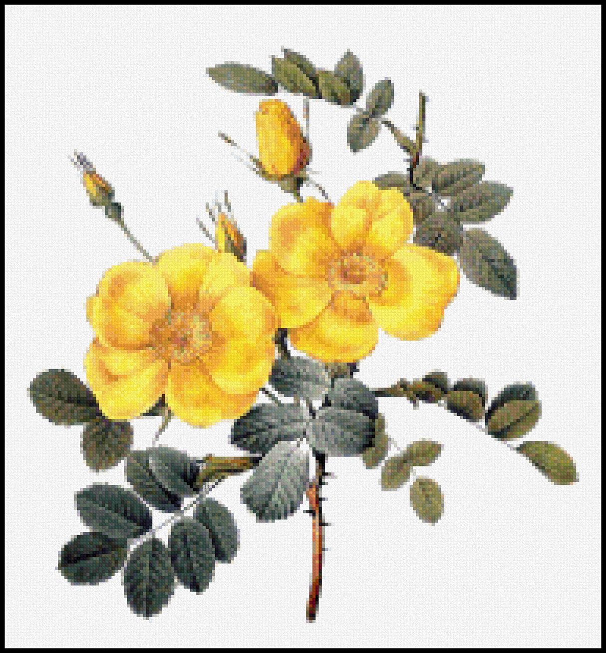 Rosa eglanteria Pierre-Joseph Redoute Cross Stitch Pattern