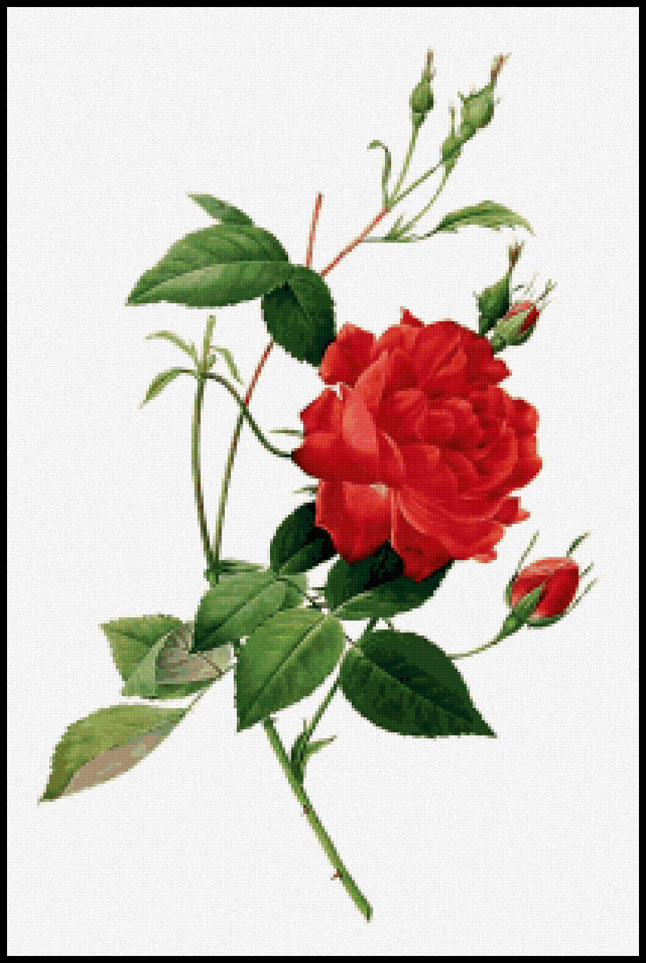 Rosa Indica Cruenta Pierre-Joseph Redoute Cross Stitch Pattern