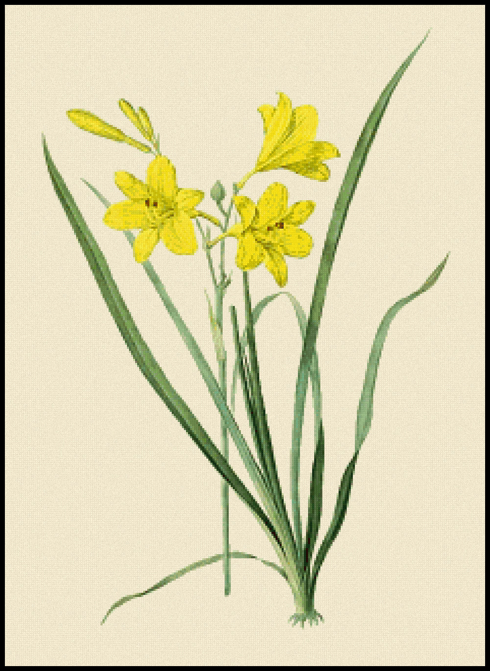 Hemerocallis Flava Pierre-Joseph Redoute Cross Stitch Pattern