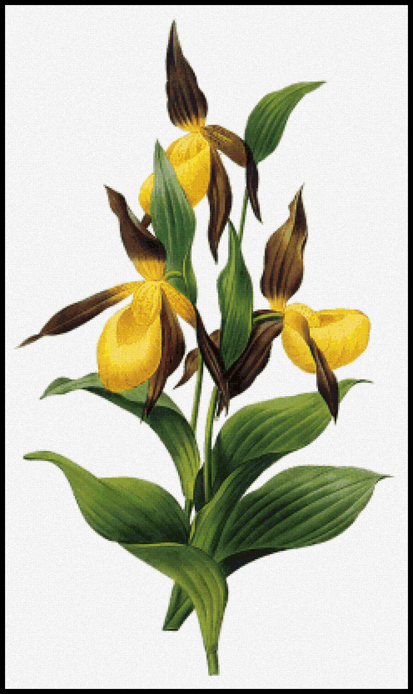 Cypripedium sp. Pierre-Joseph Redoute Cross Stitch Pattern