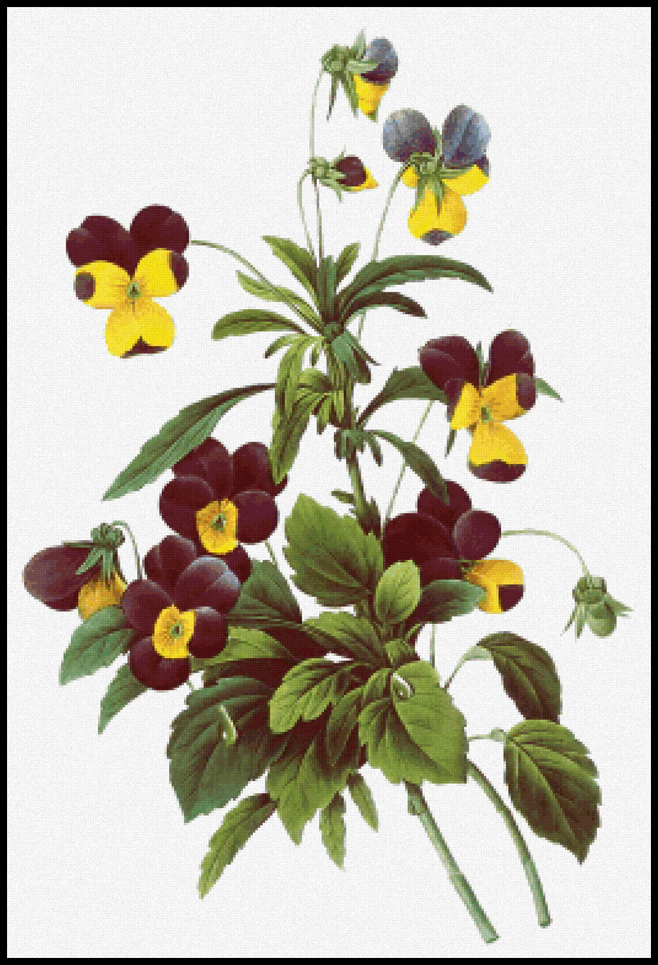 Viola tricolor Pierre-Joseph Redoute Cross Stitch Pattern