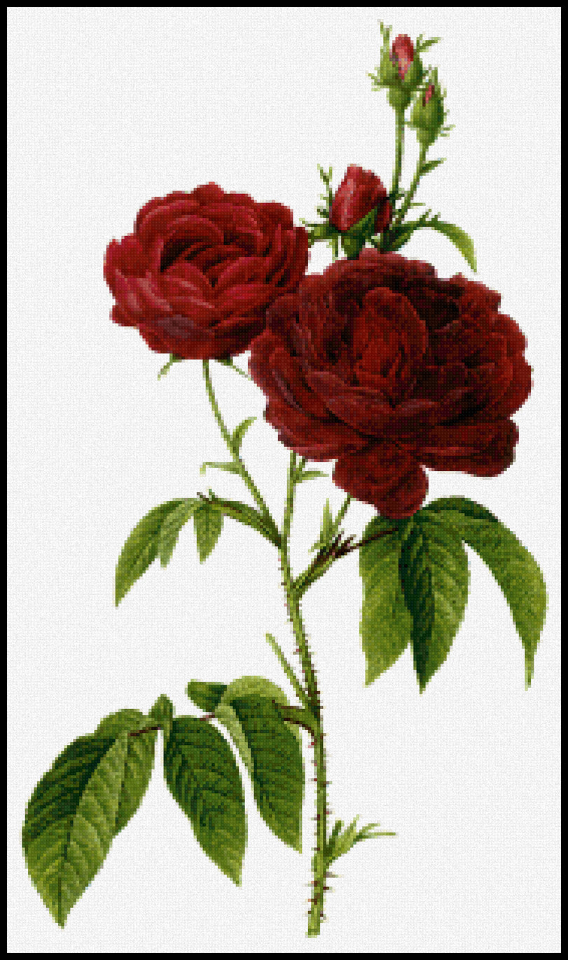 Rosa gallica Pierre-Joseph Redoute Cross Stitch Pattern