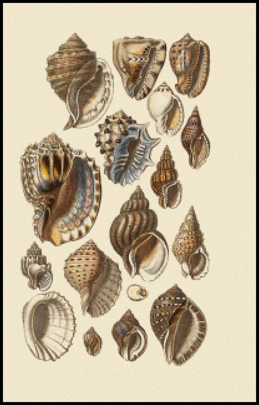 Tropical Harp and Conch Shells George Brettingham Sowerby Cross Stitch Pattern