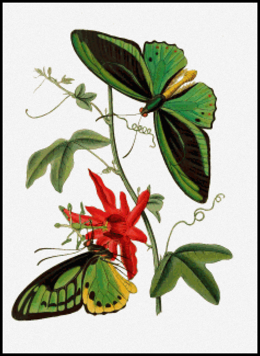 Papilio poseidon Cross Stitch Pattern