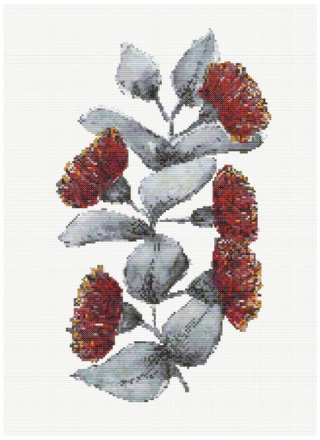 Rose Mallee - Eucalyptus Rose Mallee Cross Stitch Pattern