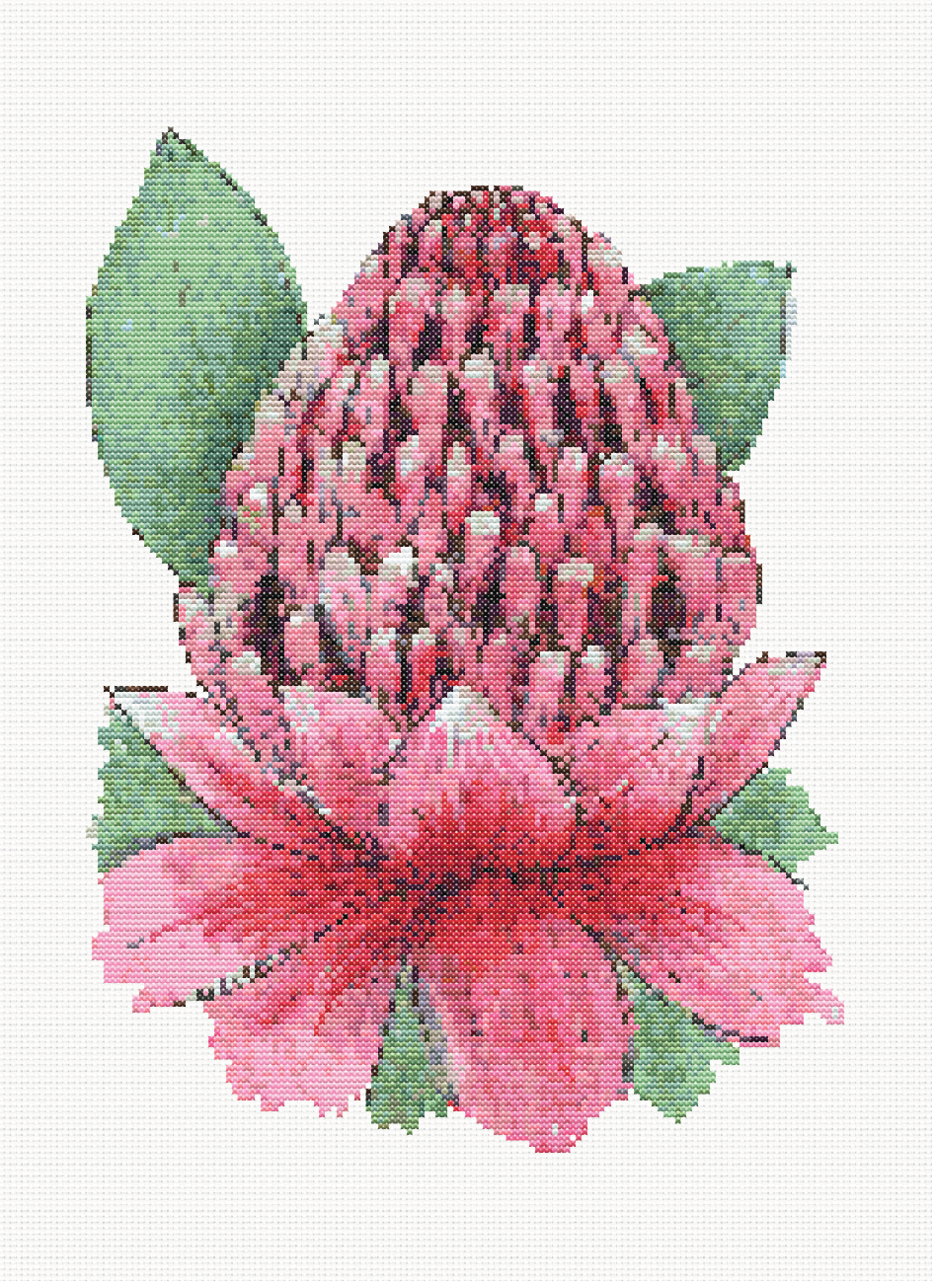 Wild Beauty - Waratah Cross Stitch Pattern