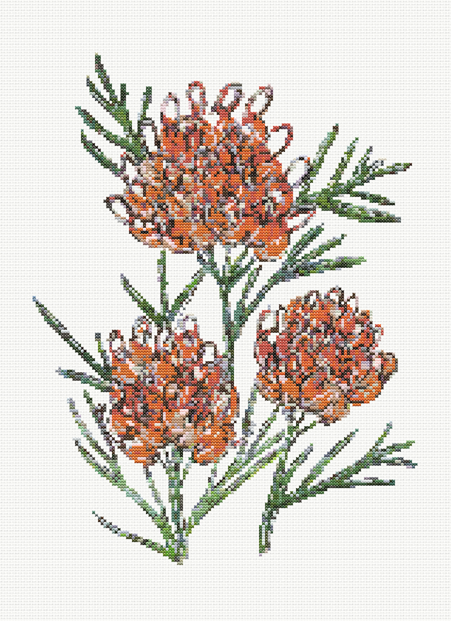 Golden Glory - Grevillea Winapara Gold Cross Stitch Pattern