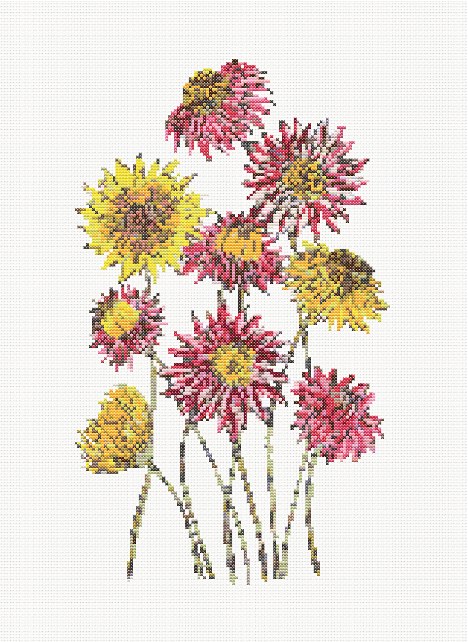 Daisy Delight - Series 2 Natives (Paper Daisies) Cross Stitch Pattern