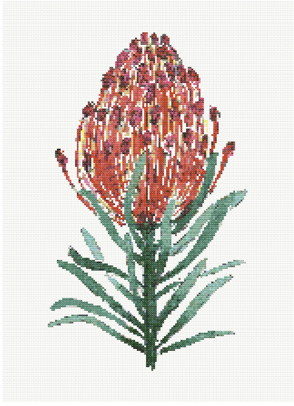 Blooming Jewel - Series Two Pincushion Protea Cross Stitch Pattern