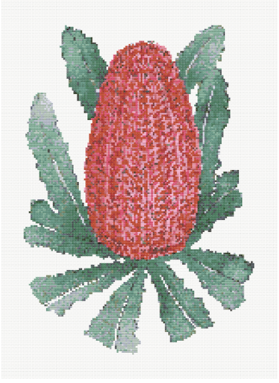 Ember Bloom - Firewood Banksia Cross Stitch Pattern