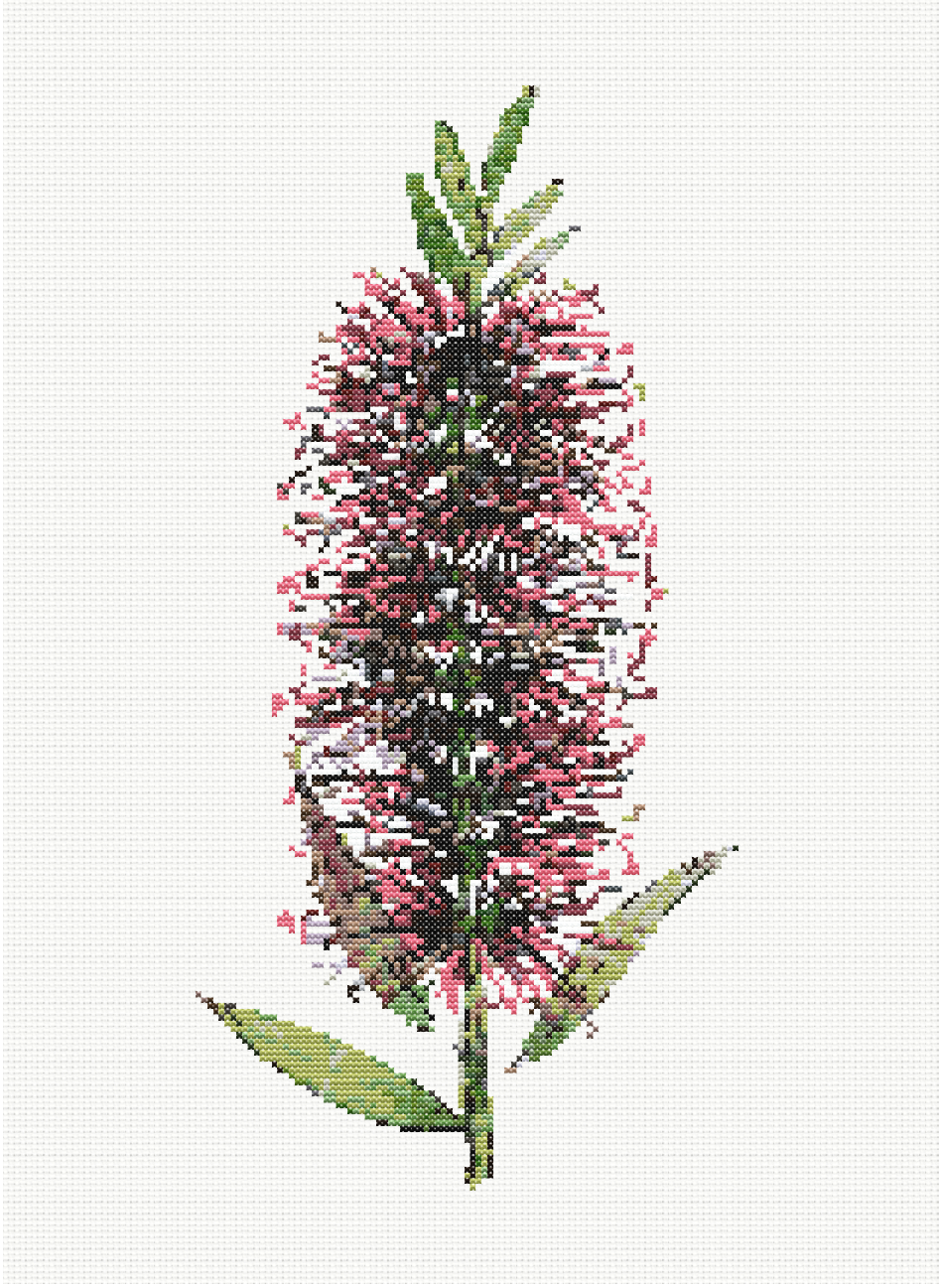 Scarlet Spikes - Bottlebrush Cross Stitch Pattern