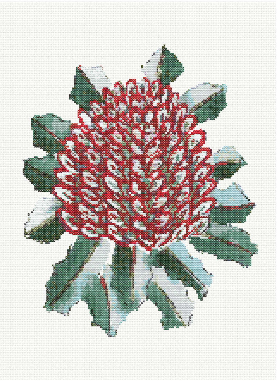 Ruby Banksia - Banksia Coccinea Cross Stitch Pattern