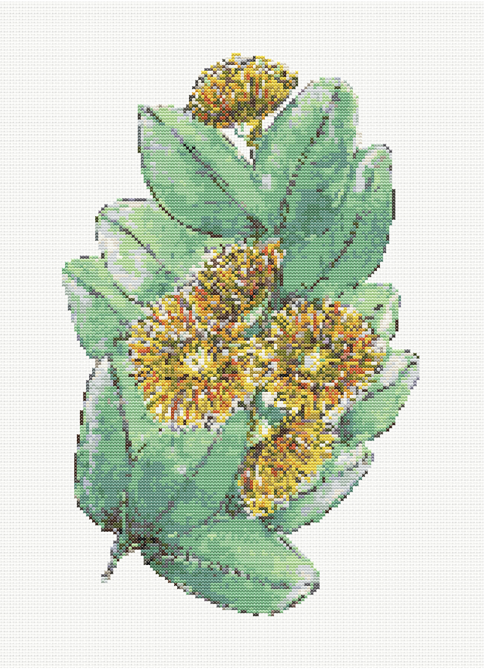 Mallee Bells - Bell Fruited Mallee Cross Stitch Pattern