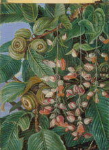 A Darjeeling Oak Festooned with a Climber Cross Stitch Pattern
