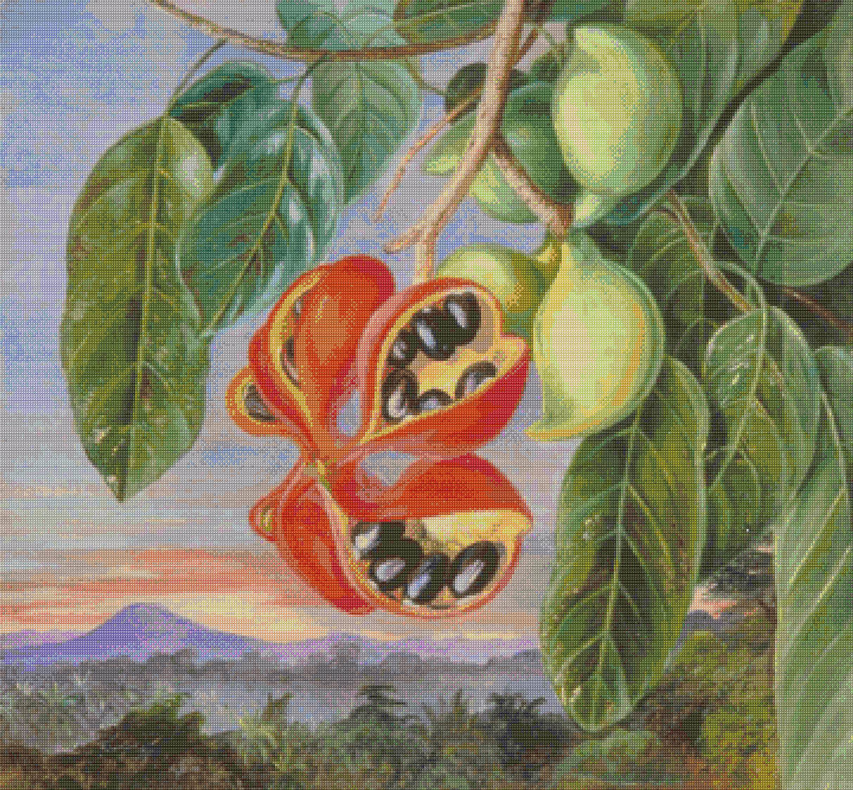 Foliage and Fruit of Sterculia Parviflora North Cross Stitch Pattern