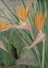 Strelitzia and Sugar Birds South Africa North Cross Stitch Pattern