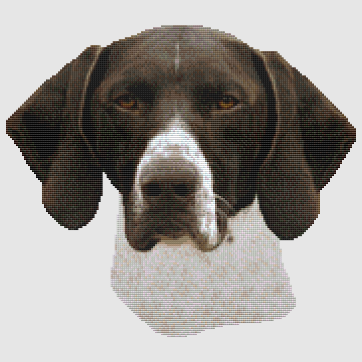 German Shorthair Pointer - Focus Cross Stitch Pattern