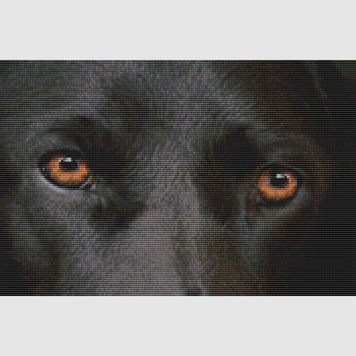 Labrador Retriever - Eyes (Black) Cross Stitch Pattern