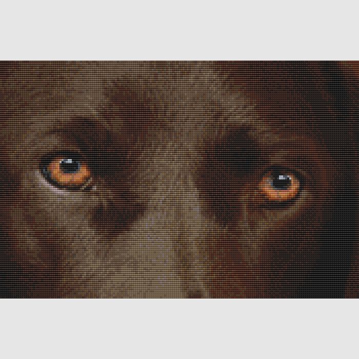 Labrador Retriever - Eyes (Chocolate) Cross Stitch Pattern