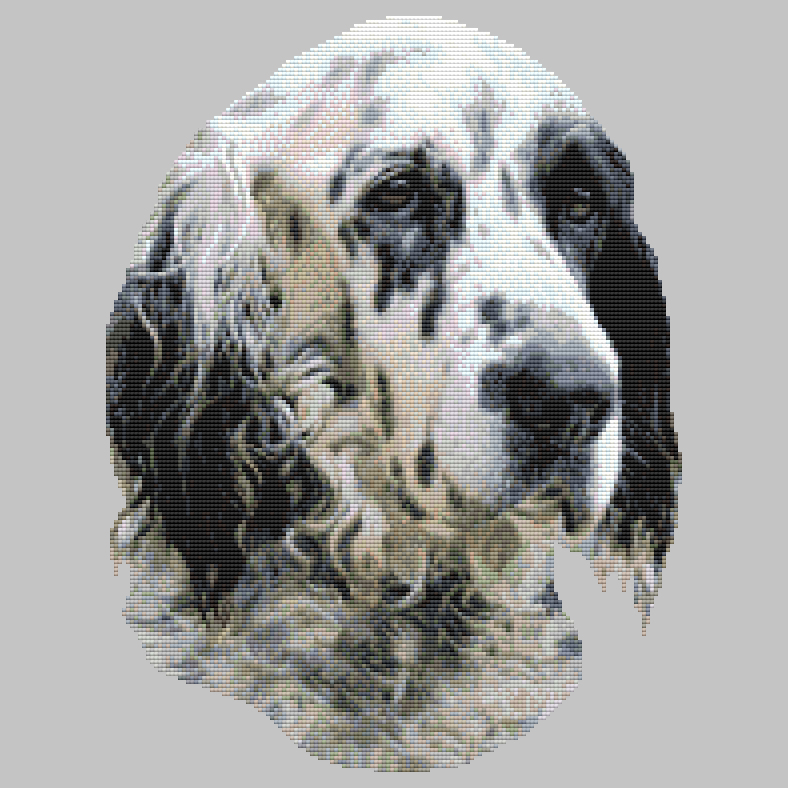 English Setter - Portrait Cross Stitch Pattern