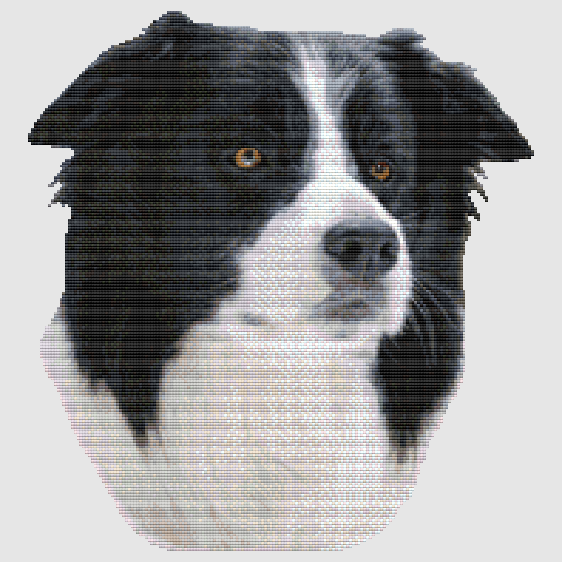 Border Collie - Portrait Cross Stitch Pattern