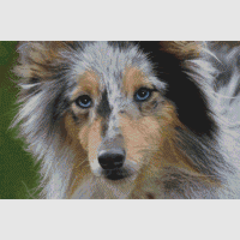 Shetland Sheepdog - Beauty (Blue Merle) Cross Stitch Pattern